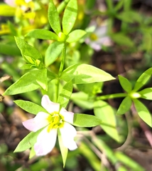 Sabatia calycina