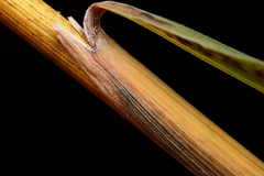 Sorghastrum elliottii
