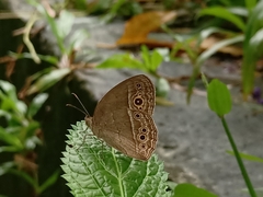 Mycalesis perseoides