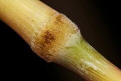 Sorghastrum elliottii