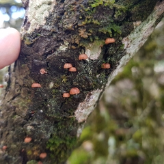 Phaeomarasmius rimulincola