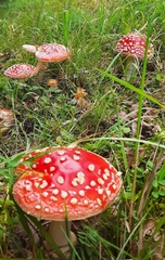 Amanita muscaria