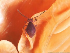Ptenothrix unicolor