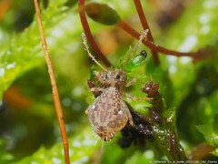 Ptenothrix renateae
