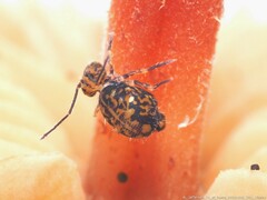 Ptenothrix