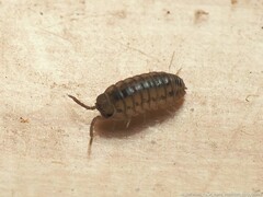 Armadillidium nasatum