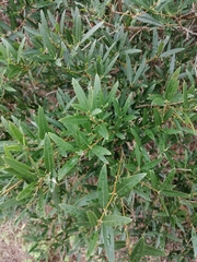 Phillyrea latifolia