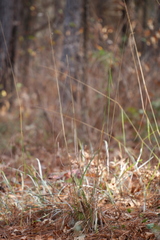 Sorghastrum elliottii