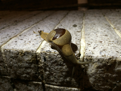 Megaustenia imperator