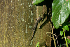 Hemidactylus mabouia