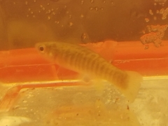 Fundulus grandis