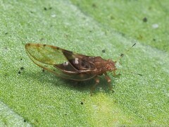 Phylloplecta tripunctata