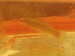 Fundulus grandis