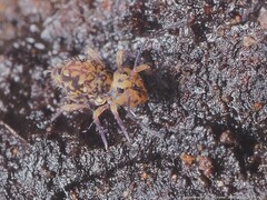 Ptenothrix