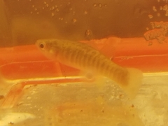 Fundulus grandis