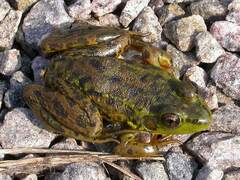 Lithobates septentrionalis