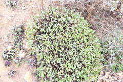 Globularia