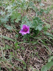 Malva sylvestris