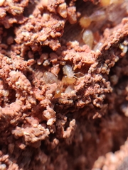 Odontotermes formosanus