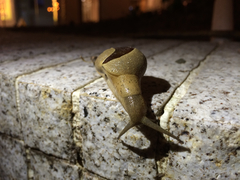 Megaustenia imperator