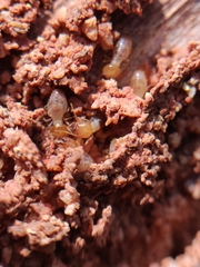 Odontotermes formosanus