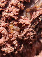 Odontotermes formosanus