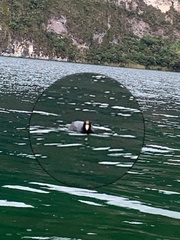 Fulica ardesiaca