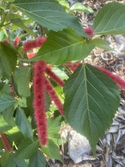 Acalypha hispida
