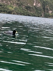 Fulica ardesiaca