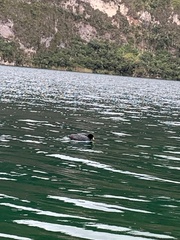Fulica ardesiaca