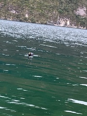 Fulica ardesiaca