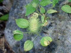 Acalypha alopecuroidea