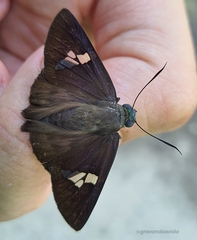 Eudaminae