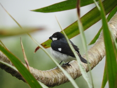 Sporophila lineola