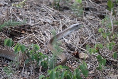 Dendroaspis polylepis