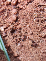 Tetramorium