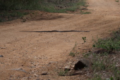 Dendroaspis polylepis