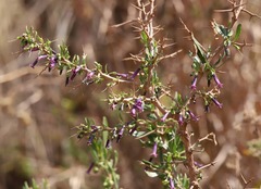 Dunalia spinosa