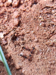 Tetramorium