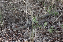 Dendroaspis polylepis