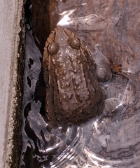 Leptodactylus labyrinthicus