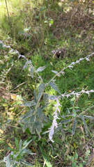 Lithospermum bejariense