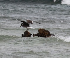 Ichthyaetus leucophthalmus