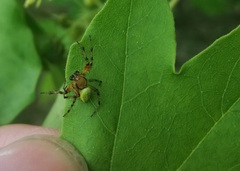 Araniella