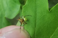 Araniella