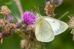 Colias palaeno