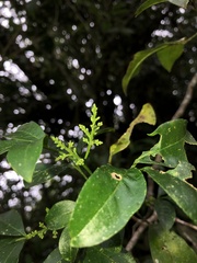 Zanthoxylum limoncello