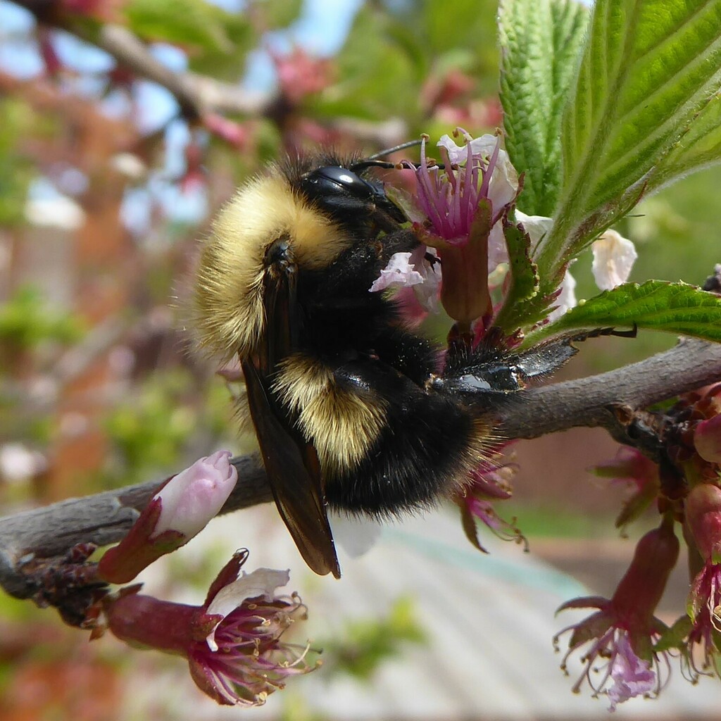 Perplexing Bumble Bee in May 2021 by little_blue_heron. So FUZZY ...