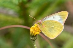 Colias palaeno