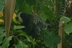 Callithrix geoffroyi